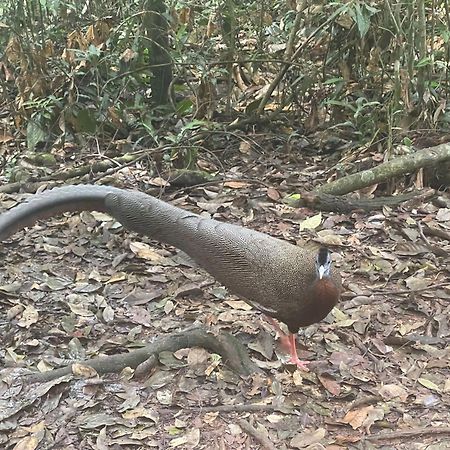 Umiyuki Jungle Tour Only Treking With As Hotell Bukit Lawang Exteriör bild