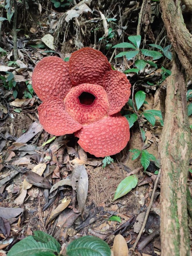 Umiyuki Jungle Tour Only Treking With As Hotell Bukit Lawang Exteriör bild
