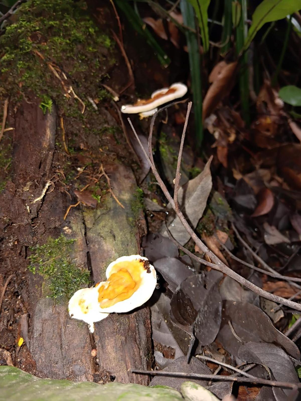 Umiyuki Jungle Tour Only Treking With As Hotell Bukit Lawang Exteriör bild