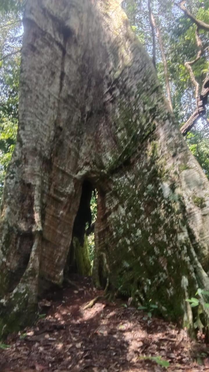 Umiyuki Jungle Tour Only Treking With As Hotell Bukit Lawang Exteriör bild