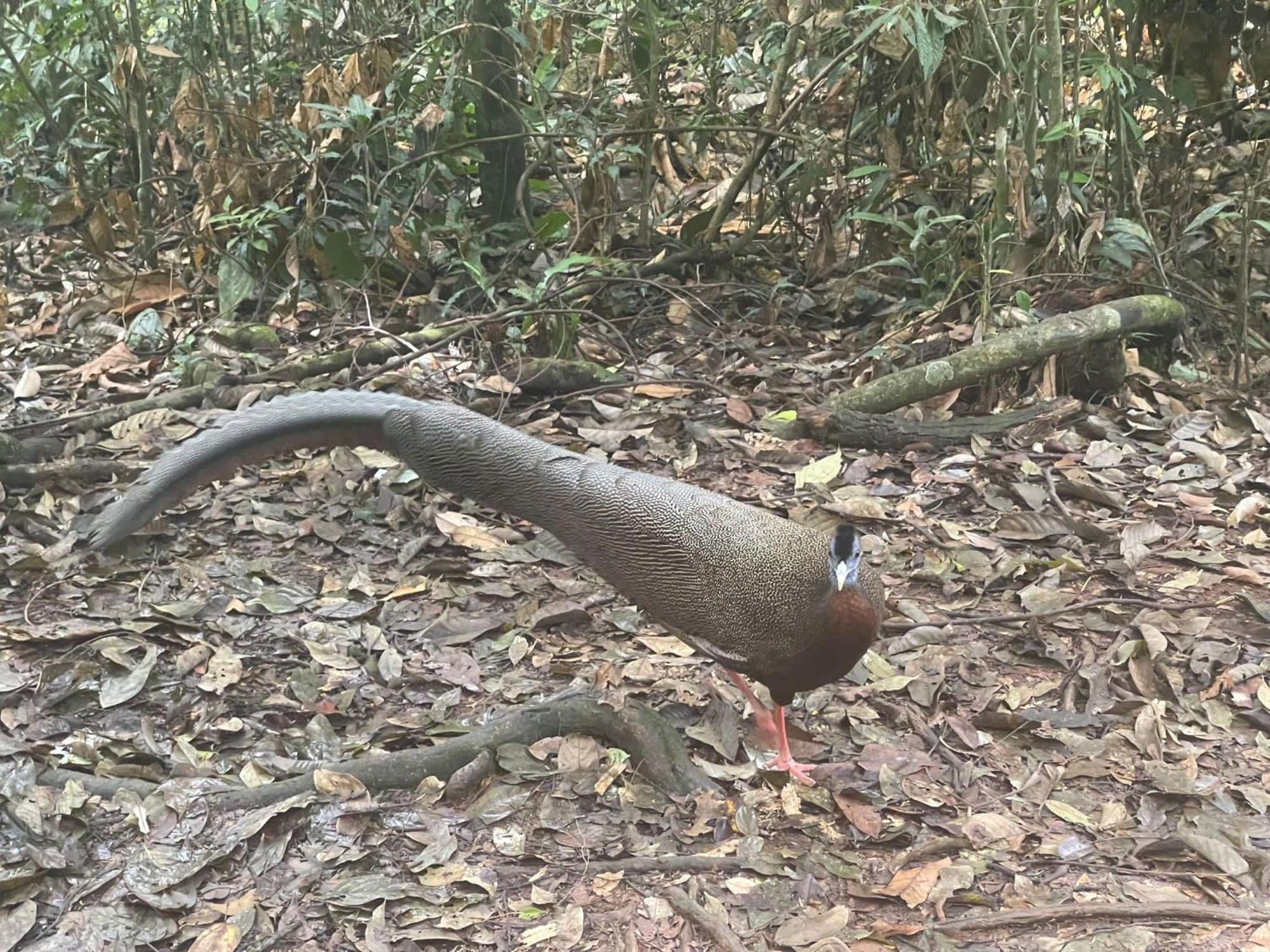 Umiyuki Jungle Tour Only Treking With As Hotell Bukit Lawang Exteriör bild