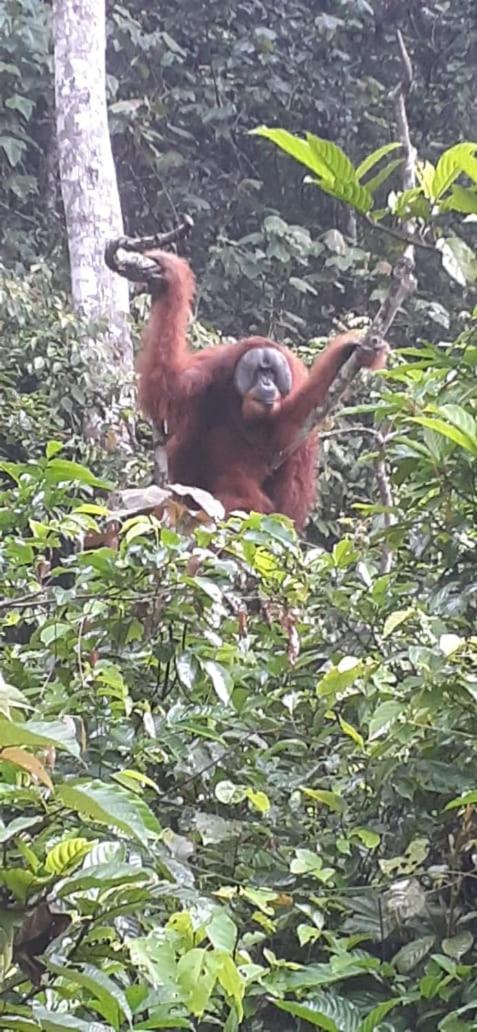 Umiyuki Jungle Tour Only Treking With As Hotell Bukit Lawang Exteriör bild