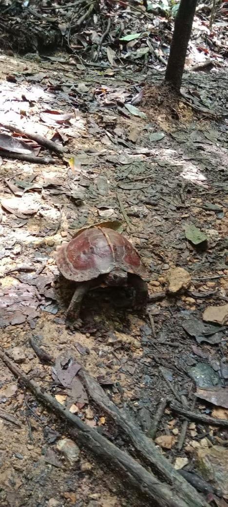 Umiyuki Jungle Tour Only Treking With As Hotell Bukit Lawang Exteriör bild