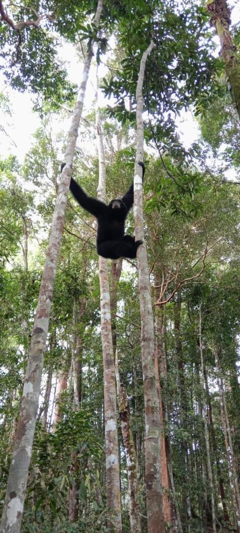 Umiyuki Jungle Tour Only Treking With As Hotell Bukit Lawang Exteriör bild